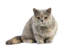 养英国短毛猫吃什么